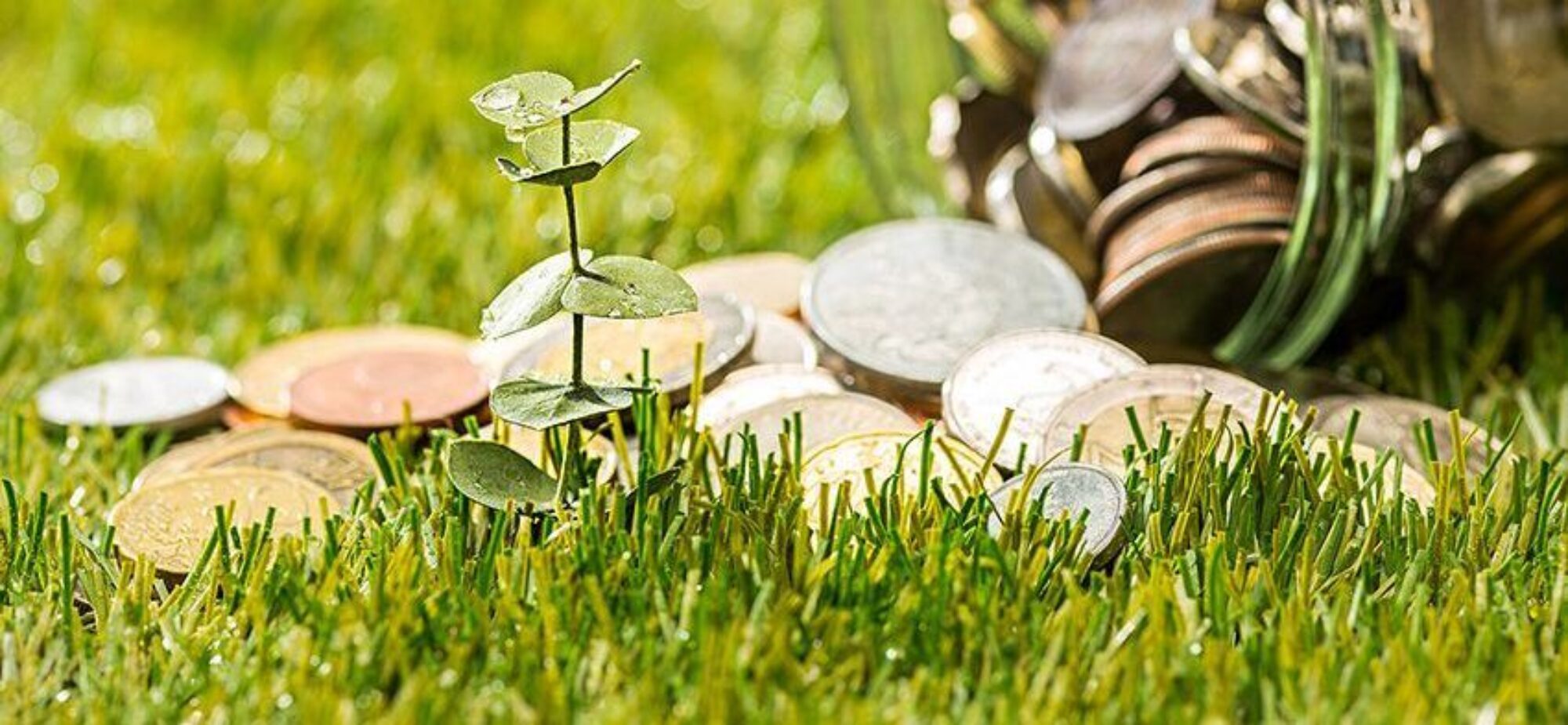 une plante poussant dans l'herbe avec des pièces de monnaie