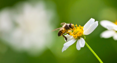 une abeille sur une fleur blanche