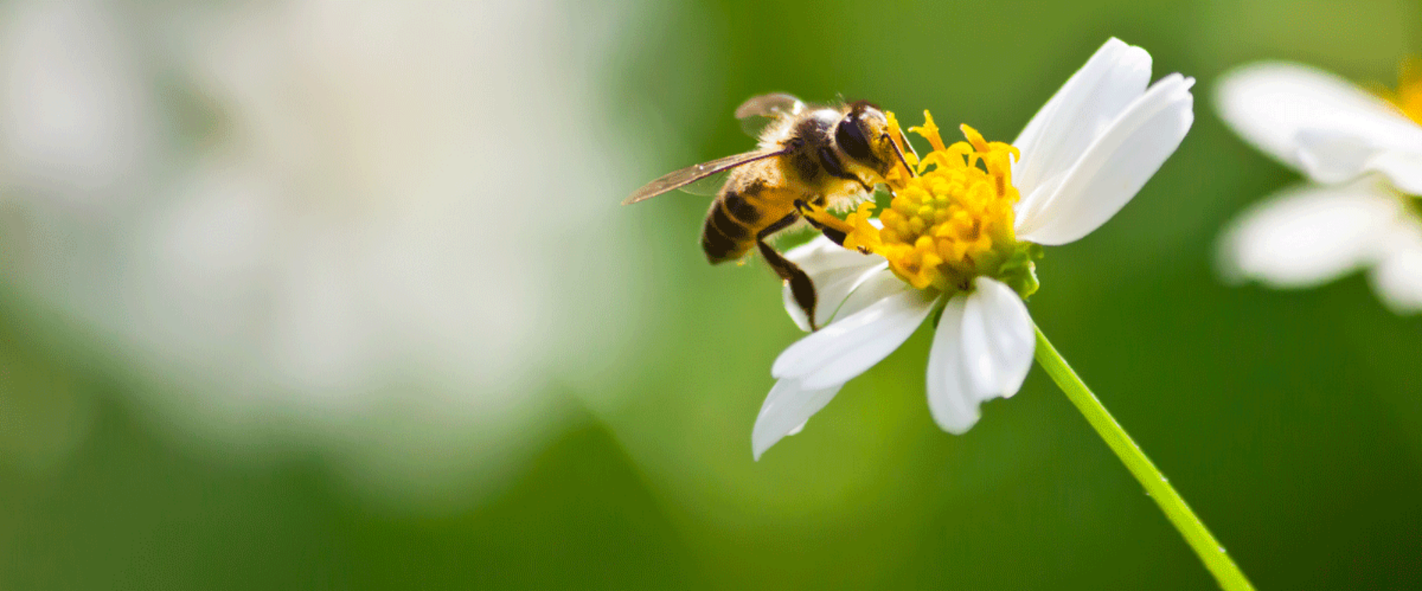 une abeille sur une fleur blanche